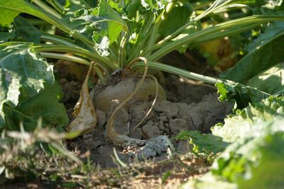 Zuckerruebenernte 2025 im Raum Northeim/Einbeck in Niedersachsen am Solling im vollen Gange.-stock-foto