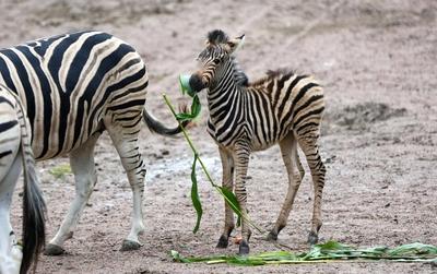 Jungtiere im Tierpark Hagenbeck-stock-foto
