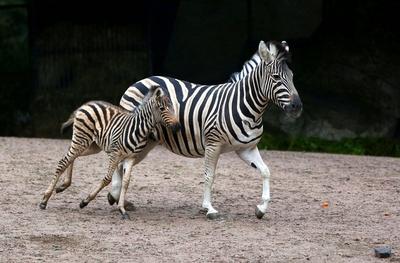 Jungtiere im Tierpark Hagenbeck-stock-foto