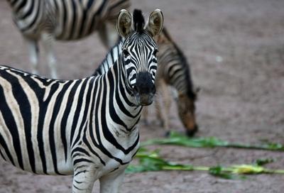 Jungtiere im Tierpark Hagenbeck-stock-foto