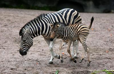 Jungtiere im Tierpark Hagenbeck-stock-foto