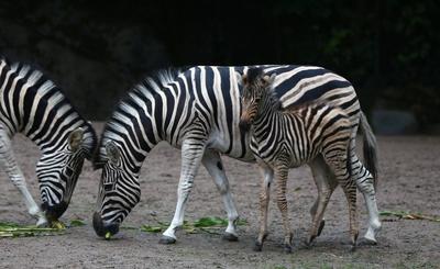 Jungtiere im Tierpark Hagenbeck-stock-foto