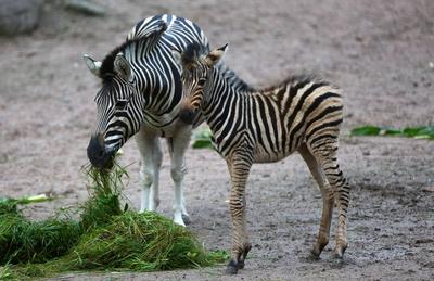 Jungtiere im Tierpark Hagenbeck-stock-foto