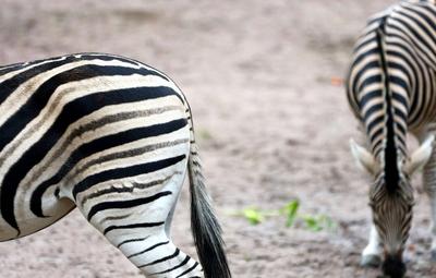 Jungtiere im Tierpark Hagenbeck-stock-foto