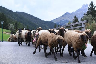 Almabtrieb 2025-stock-foto