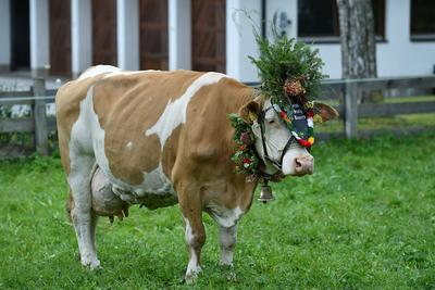 Almabtrieb 2025-stock-foto