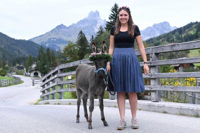 Almabtrieb 2025-stock-foto