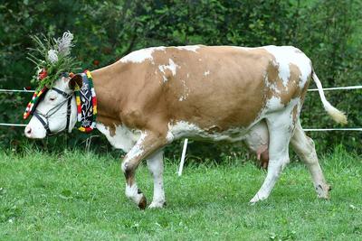 Almabtrieb 2025-stock-foto