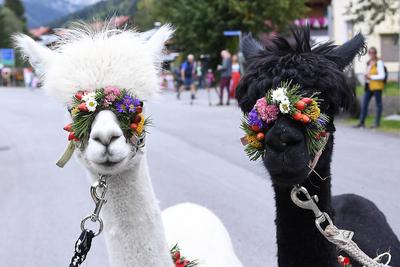 Almabtrieb 2025-stock-foto