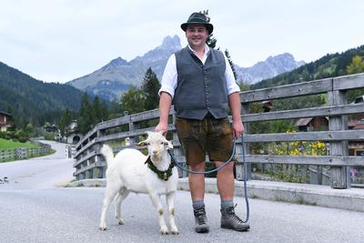 Almabtrieb 2025-stock-foto