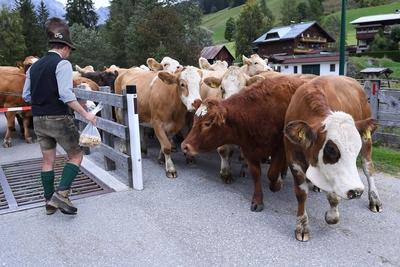 Almabtrieb 2025-stock-foto