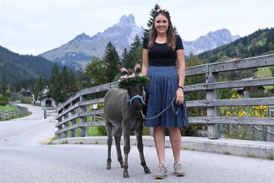 Almabtrieb 2025-stock-foto