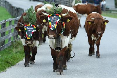 Almabtrieb 2025-stock-foto