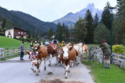 Almabtrieb 2025-stock-foto
