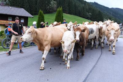 Almabtrieb 2025-stock-foto