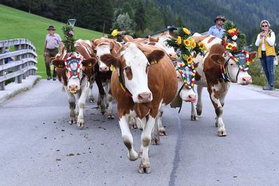 Almabtrieb 2025-stock-foto