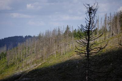 Waldsterben im Harz-stock-foto