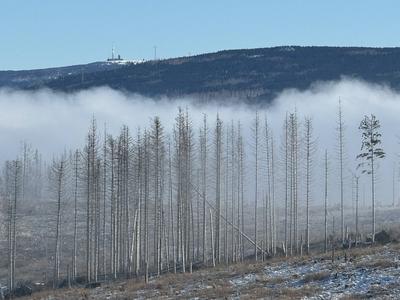04.02.2025 Sachsen Anhalt Sachsen-Anhalt Harz Waldsterben Baumtod tote B?ume Fichte Fichten Totholz Der Gro?teil des Wal-stock-foto