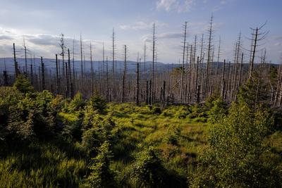 Waldsterben im Harz-stock-foto
