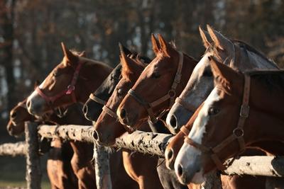 Foals in the meadow Foals in the meadow at dawn, October, Poland Copyright: xZoonar.com/PaulxAniszewskix 16890568-stock-foto