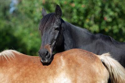 two horses cuddling, horses trusting each other in the meadow, horse resting head over the back-stock-foto