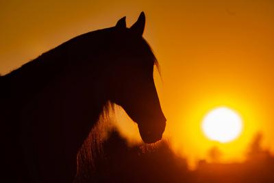 Horse in the sunset. Horses silhouette in backlight. Symbol of death, peace, farewell, hope, grief,-stock-foto