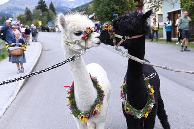 Almabtrieb 2025-stock-foto