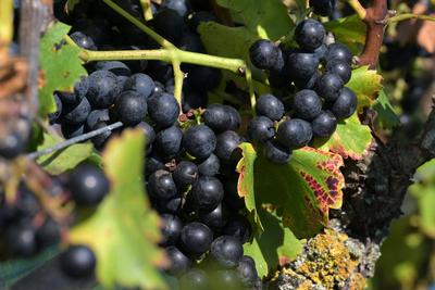 Weinlese in T?plitz: Weintrauben im Sonnenlicht-stock-foto