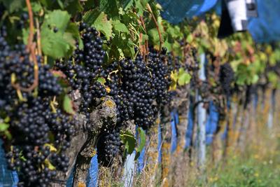 Weinlese in T?plitz: Weintrauben im Sonnenlicht-stock-foto