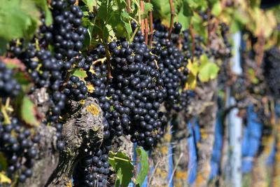 Weinlese in T?plitz: Weintrauben im Sonnenlicht-stock-foto