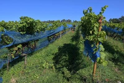 Weinlese in T?plitz: Weintrauben im Sonnenlicht-stock-foto