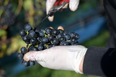 Weinlese in T?plitz: Weintrauben im Sonnenlicht-stock-foto