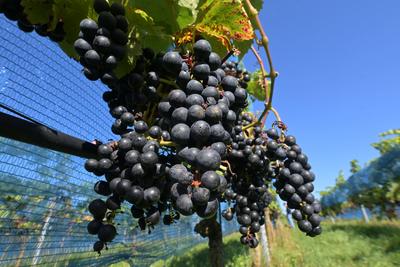Weinlese in T?plitz: Weintrauben im Sonnenlicht-stock-foto