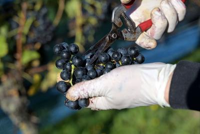 Weinlese in T?plitz: Weintrauben im Sonnenlicht-stock-foto