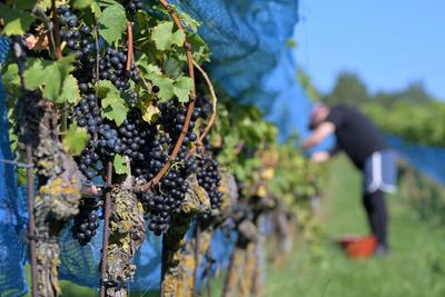 Erntezeit in T?plitz: Weinlese im Sonnenlicht-stock-foto
