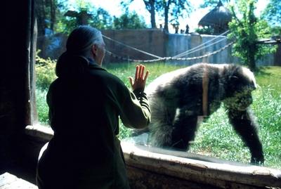 JANE GOODALL 3 December 2003 half length, half-length, zoo, gorilla, chimpanzee, monkey Rome Italy Copyright: xLucaxCava-stock-foto