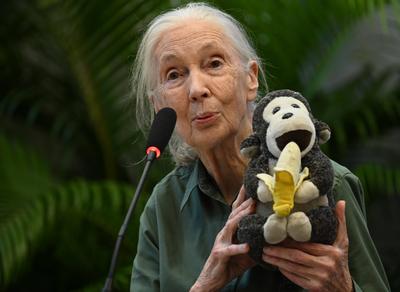 MUMBAI, INDIA - NOVEMBER 16: Renowned conservationist and primatologist Dr. Jane Goodall spoke during her visit to the M-stock-foto