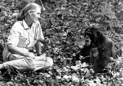 Die britische Verhaltensforscherin Jane Goodall bei ihren Schimpansen British behaviour scientist-stock-foto