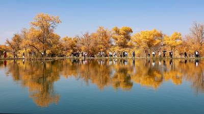 Populus Euphratica Forest Scenery-stock-foto