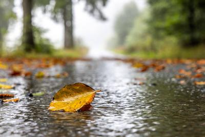 Sturmtief Detlef im Taunus-stock-foto