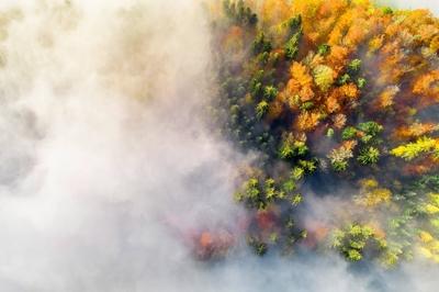 Mischwald mit Nebelschwaden, Drohnenaufnahme, Schweiz, Zuercher Oberland mixed forest with mist, drone picture, Switzer-stock-foto