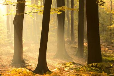 Rotbuche, Rot-Buche, Buche (Fagus sylvatica), Wald von Makegem im Morgennebel, Belgien, Ostflandern, Merelbeke common b-stock-foto