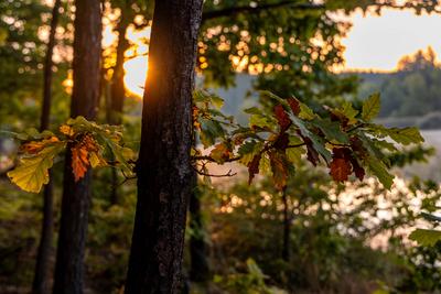Frankenteich bei Stra?berg Harz im Selketal Frankenteich bei Stra?berg Harz im Selketal Copyright: xZoonar.com/DanielxK?-stock-foto