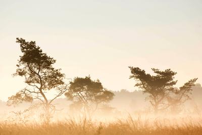 Foehre, Waldkiefer, Wald-Kiefer, Gemeine Kiefer (Pinus sylvestris), Flaes en Goorven im Morgennebel, Niederlande, Nordb-stock-foto