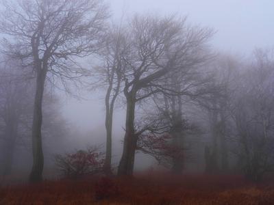 Buchenwald am Stuermer im Herbstnebel, Tschechien, Erzgebirge, Mikulov beech forest on Bourak in autumnal mist, Czech R-stock-foto