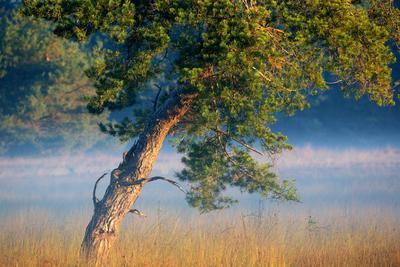 Foehre, Waldkiefer, Wald-Kiefer, Gemeine Kiefer (Pinus sylvestris), Flaes en Goorven im Morgennebel, Niederlande, Nordb-stock-foto