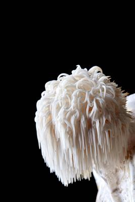 Close up of Lion s Mane edible fungus, Hericium erinaceus on a black background Bristol,United Kingdom,Close up of Lion-stock-foto