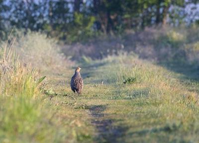 Rebhuhn (Perdix perdix), auf einem Feldweg, Rueckansicht, Niederlande grey partridge (Perdix perdix), on a field path, r-stock-foto