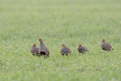 selten gewordener Anblick... Rebh?hner ( Perdix perdix ), eine ganze Kette l?uft mit ?u?erster Vorsicht durch ein junges-stock-foto
