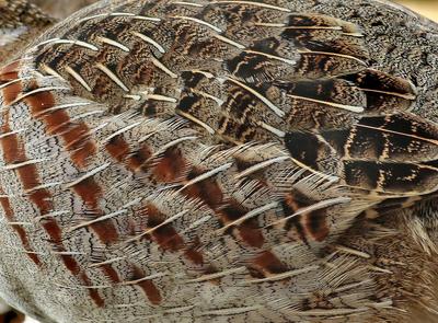 Rebhuhn (Perdix perdix), Gefieder, Detail, Niederlande, Nordholland grey partridge (Perdix perdix), plumage, detail, Net-stock-foto